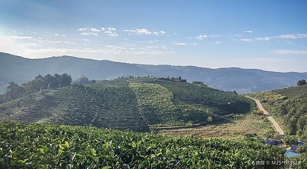 景迈千年万亩古茶园