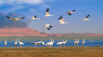 江西鄱阳湖南矶湿地国家级自然保护区