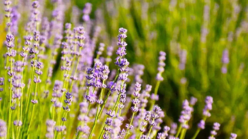 长临河薰衣草园