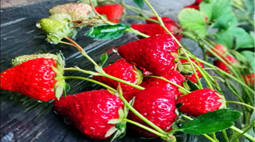 坤圣园国家级生态农业产业园