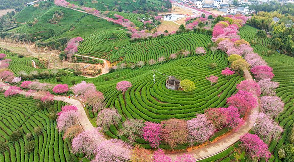永福台品樱花茶园