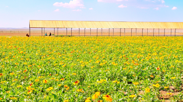 希拉穆仁草原花海牧场