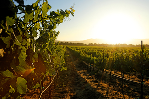 菲尼克司酒庄葡萄庄园