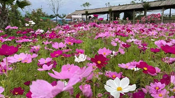 洪雅县漫花田野种养专业合作社