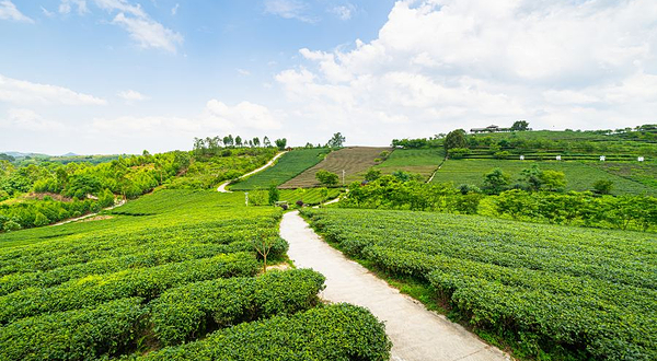 大明山万古茶园