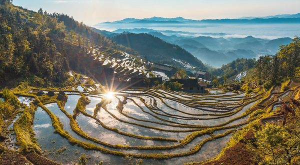 紫鹊界梯田