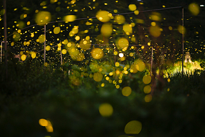 元邦萤火虫庄园