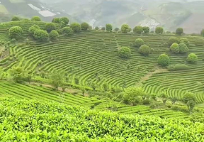 阳朔茶观园景区