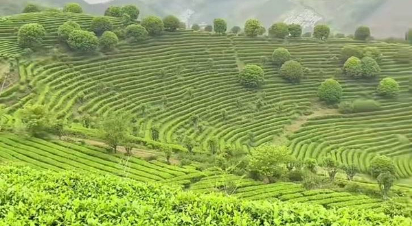 阳朔茶观园景区