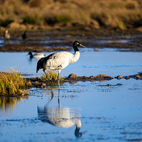 大山包黑颈鹤国家级自然保护区