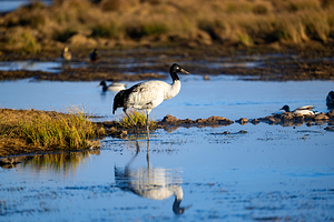 大山包黑颈鹤国家级自然保护区