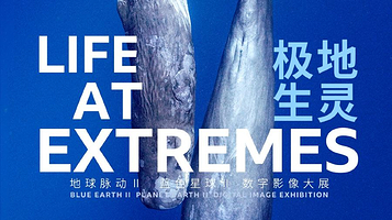 英国BBC EARTH 极地生灵数字影像大展 - 昆明站