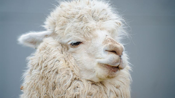 神兽羊驼主题馆（南京万达茂店）