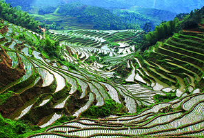 桃源梯田