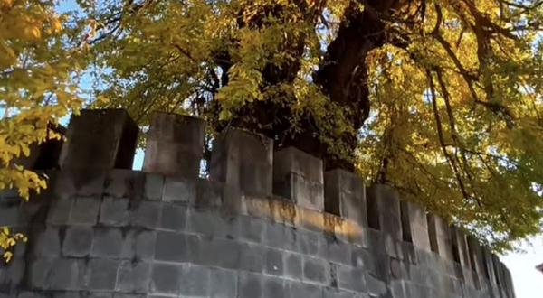 云台山干年银杏王