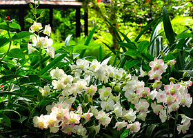 新加坡国家胡姬园