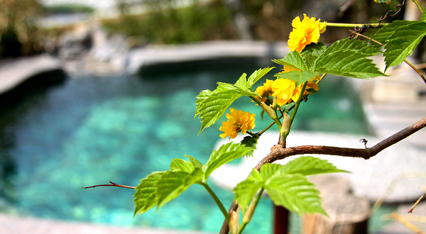 凤山汤泉度假村