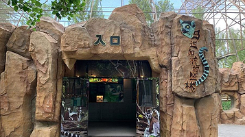 马达加斯加丛林