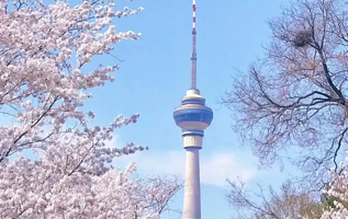 玉渊潭公园第三十六届樱花节