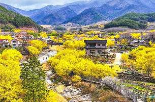 求礼山茱萸花庆典