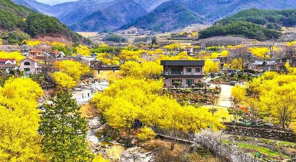 求礼山茱萸花庆典