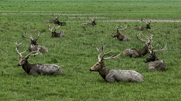 石首麋鹿国家级自然保护区