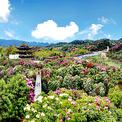 百里杜鹃风景区
