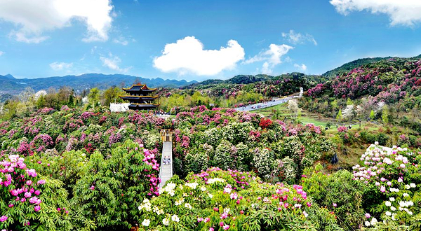 百里杜鹃风景区