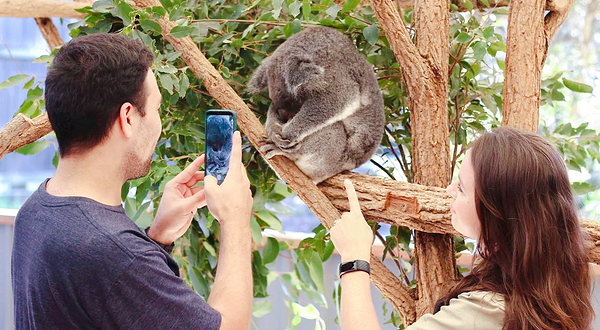 龙柏考拉保护区