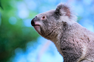 考拉公园保护区