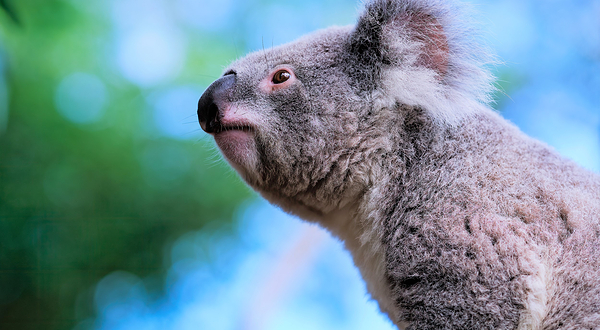 考拉公园保护区