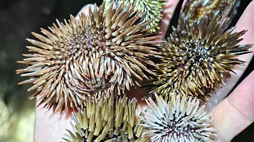 小东海赶海体验区