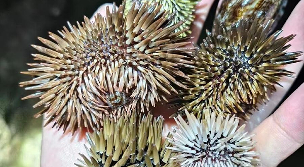 小东海赶海体验区