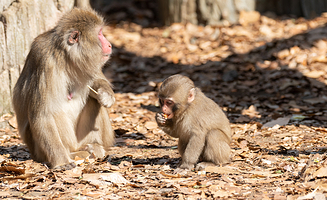横滨动物园Zoorasia