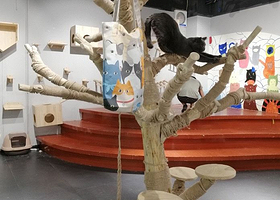 猫咪博物馆·冲鸭俱乐部