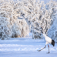 扎龙生态旅游区
