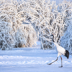 扎龙生态旅游区