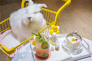 遇见萌宠（爱玩萌兔）长沙旗舰店