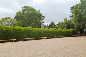 Ashcombe Maze & Lavender Gardens