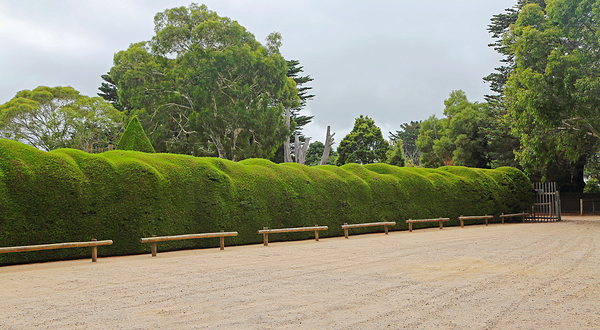Ashcombe Maze & Lavender Gardens