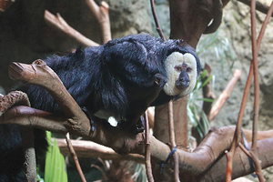 红山森林动物园