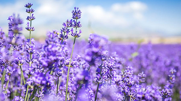 密云人间花海薰衣草庄园