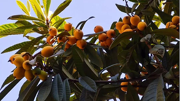 苏州枝繁叶茂果园