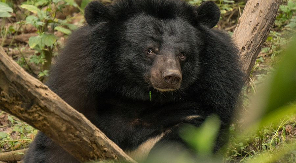 亚洲月熊保护中心