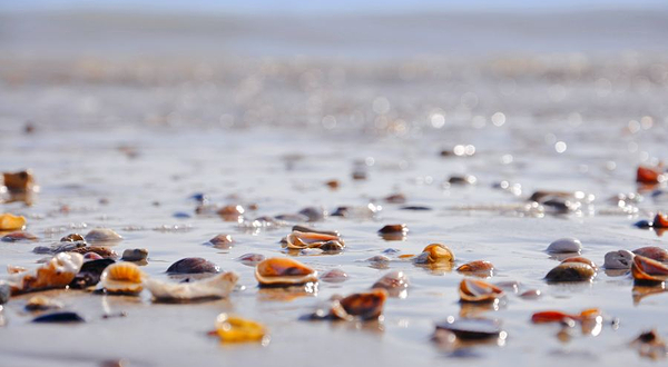 红树林渔家赶海