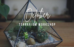 新加坡J2 Terrarium植物盆景工作室