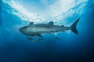 普吉岛安迪潜水体验