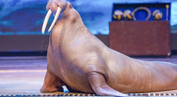 《海狮哈哈秀》