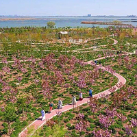 衡水湖旅游景区-樱花岛