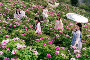 青岛国际牡丹产业园